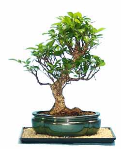 فیکوس میکروکارپا بونسای